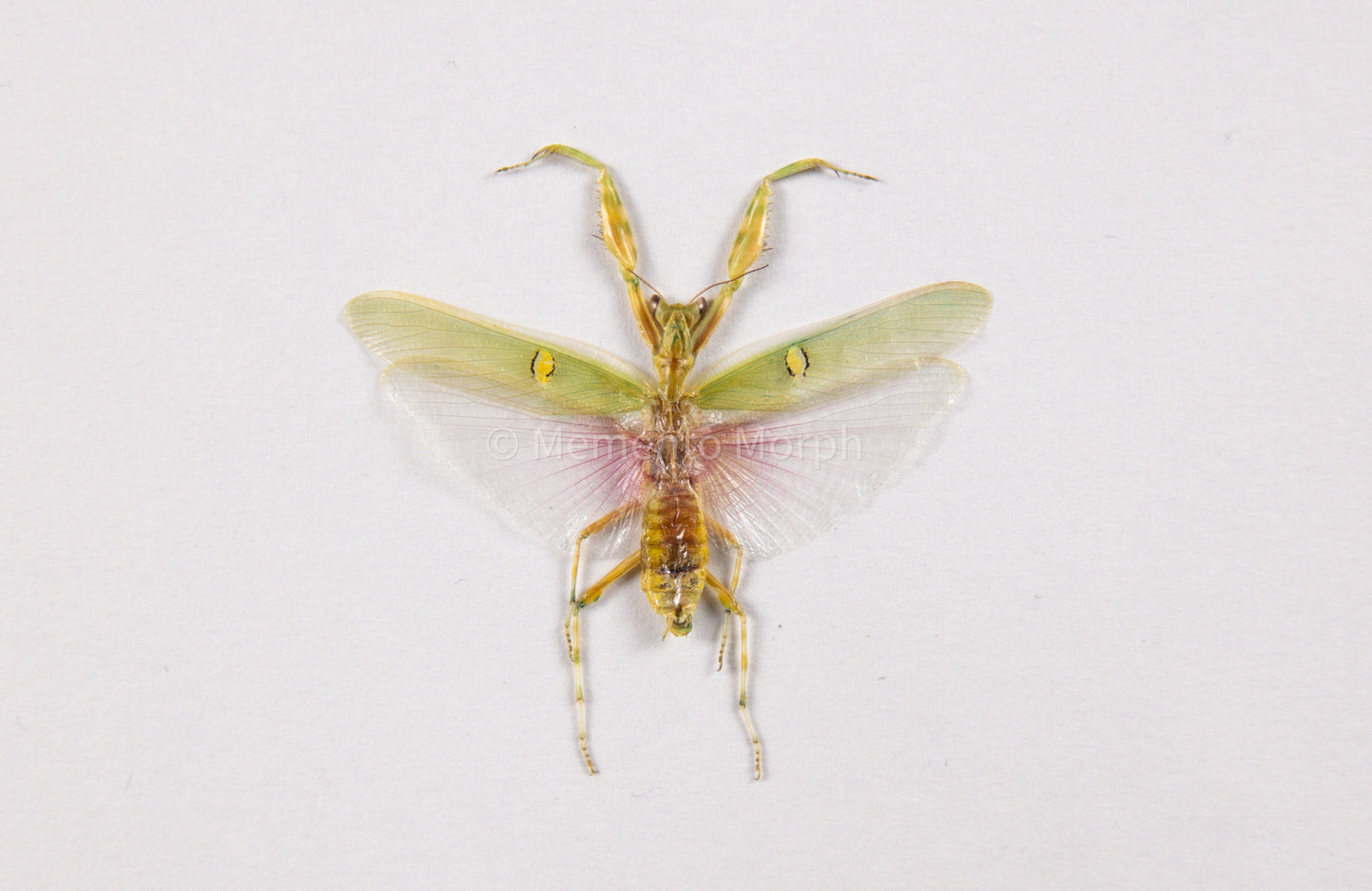 Creobroter Gemmatus (Spread)