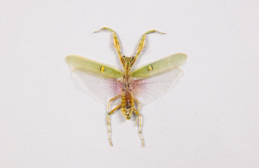 Creobroter Gemmatus (Spread)