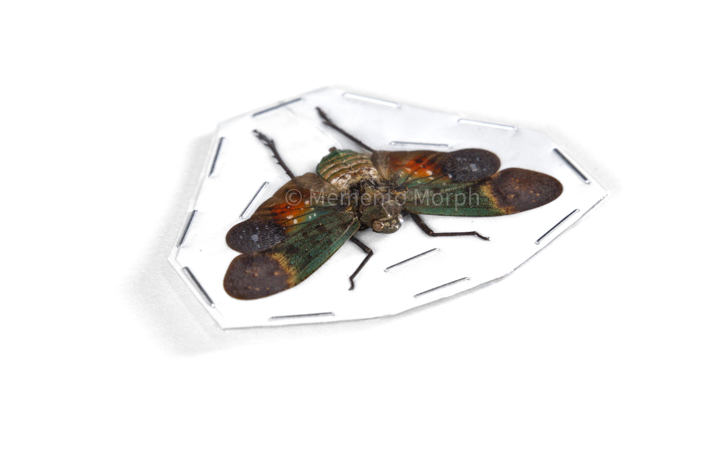Penthicodes Farinosa Peleng Lanternfly (Spread)