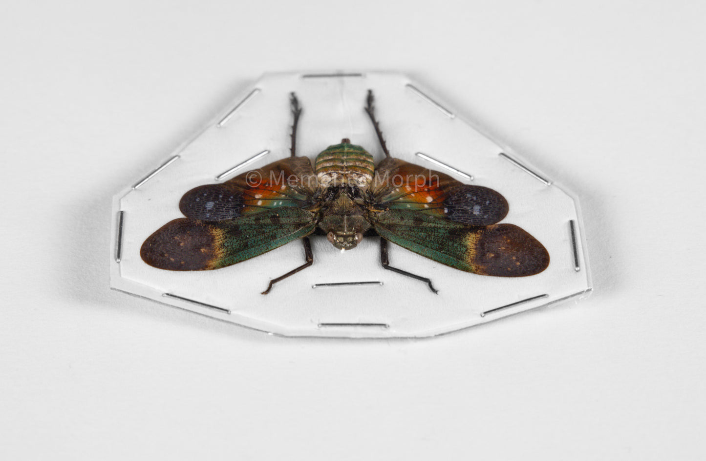 Penthicodes Farinosa Peleng Lanternfly (Spread)