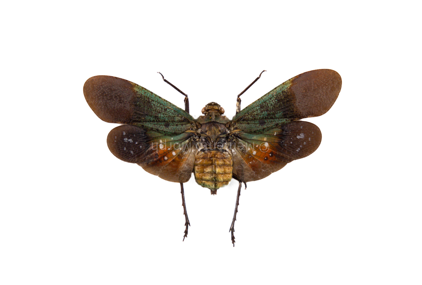 Penthicodes Farinosa Peleng Lanternfly (Spread)