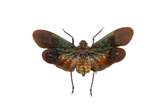 Penthicodes Farinosa Peleng Lanternfly (Spread)