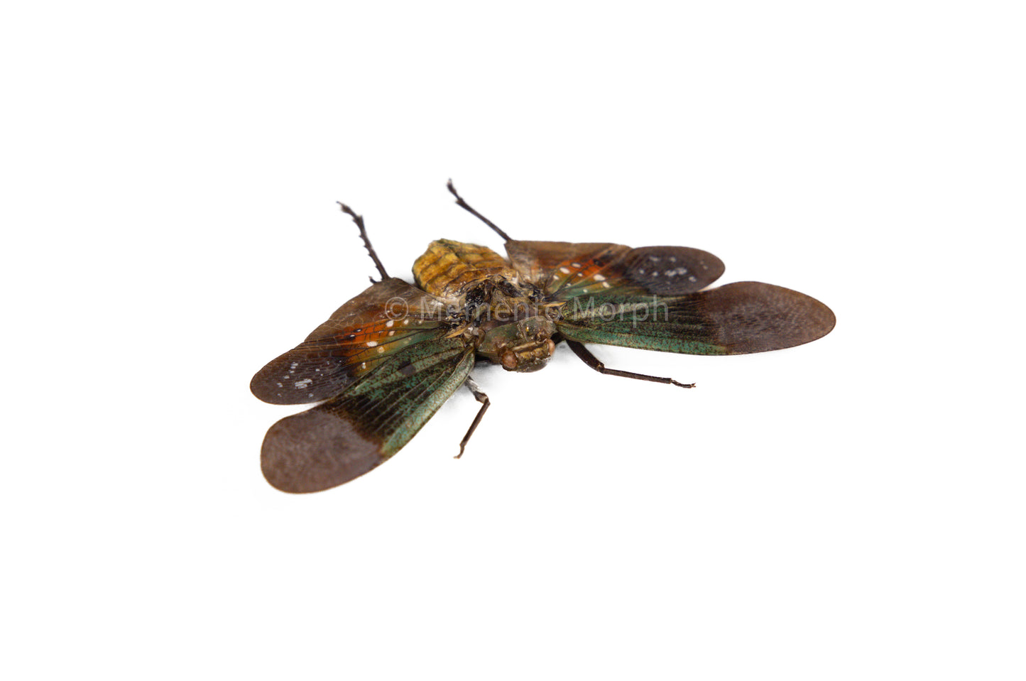 Penthicodes Farinosa Peleng Lanternfly (Spread)