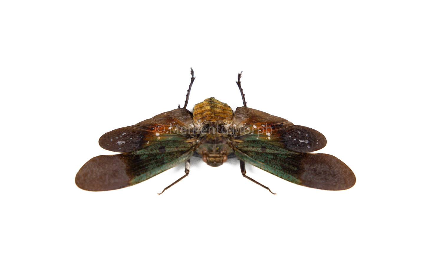 Penthicodes Farinosa Peleng Lanternfly (Spread)