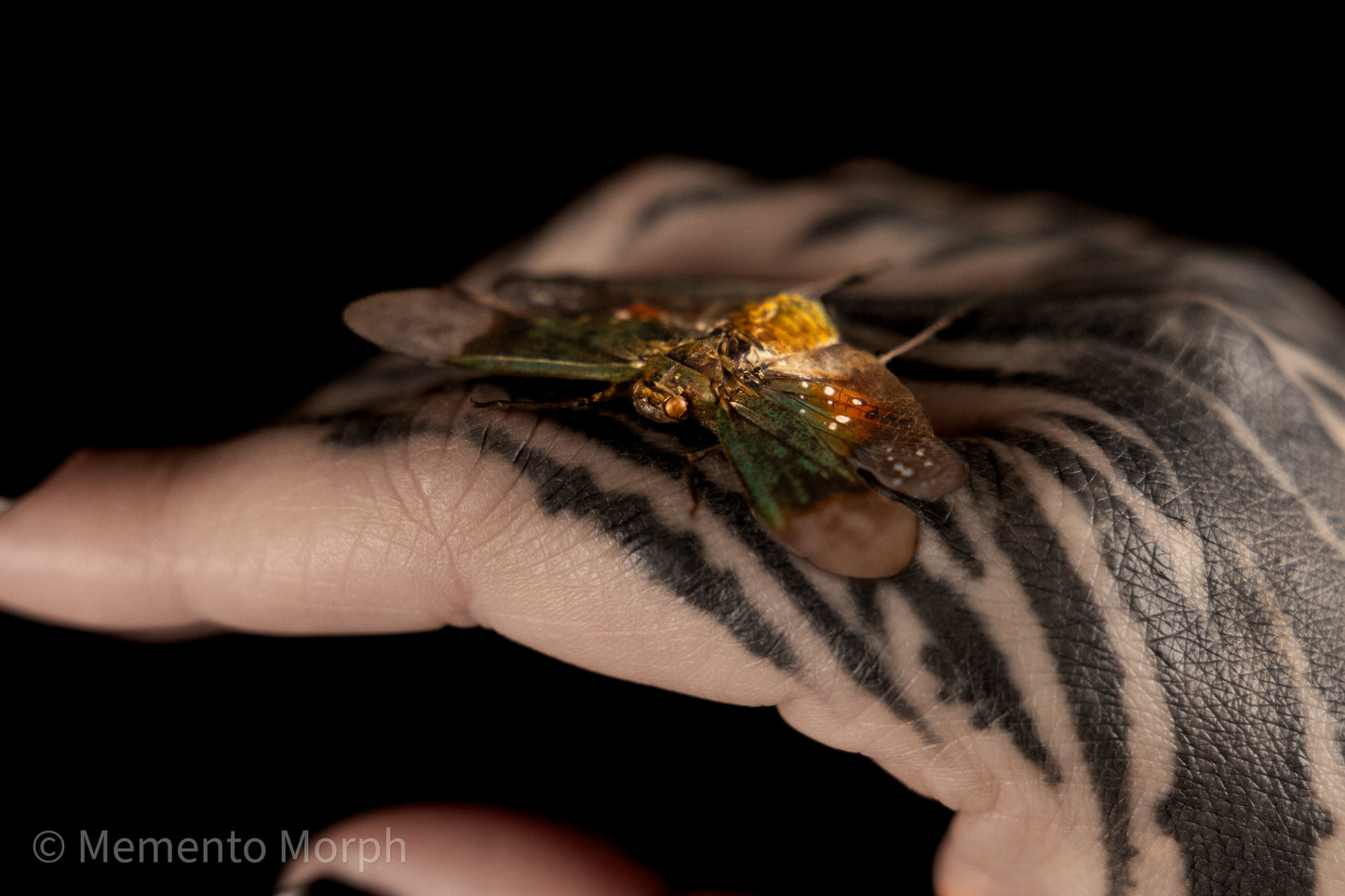 Penthicodes Farinosa Peleng Lanternfly (Spread)