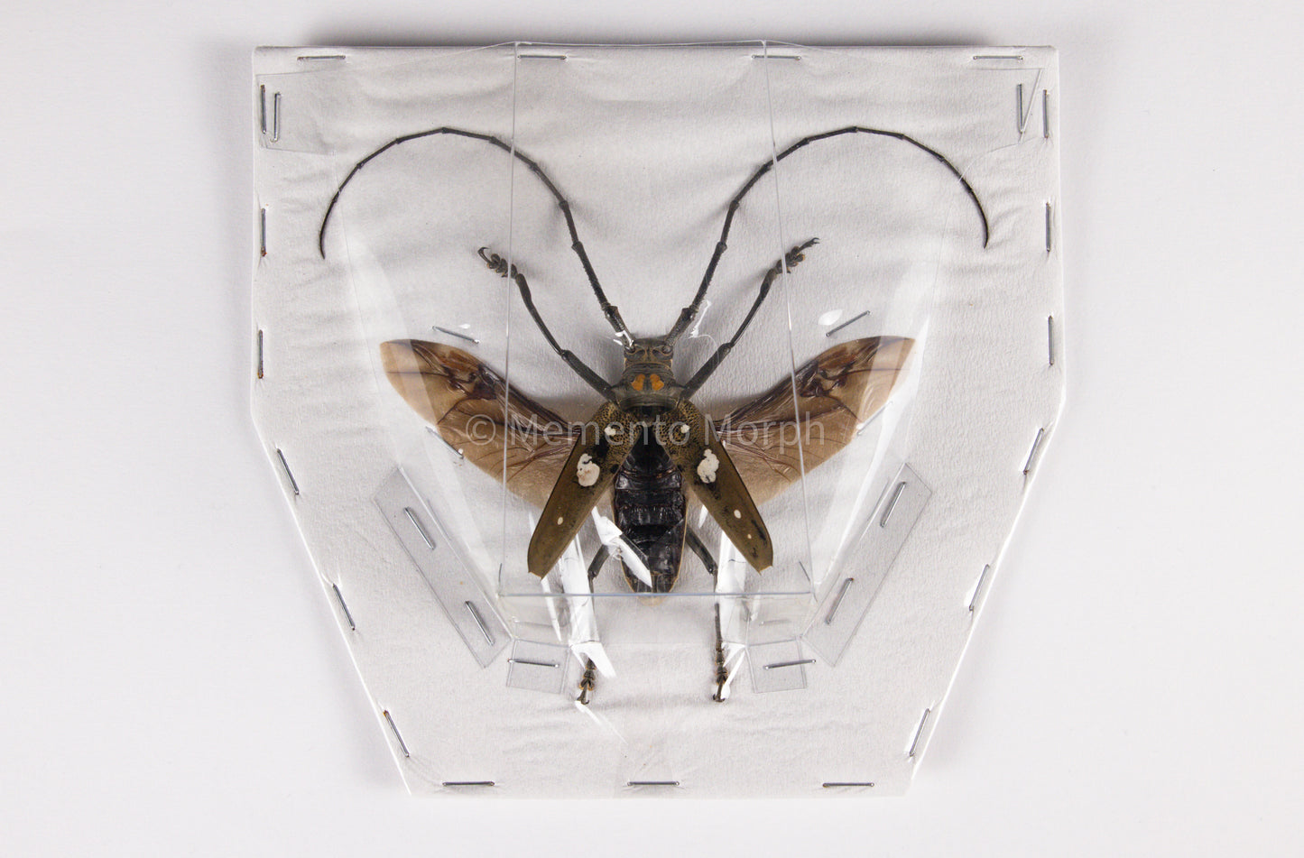 Batocera Celebiana (Spread)