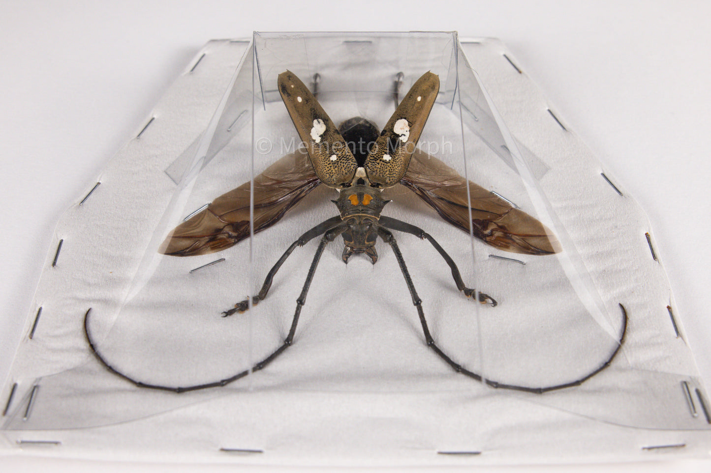 Batocera Celebiana (Spread)