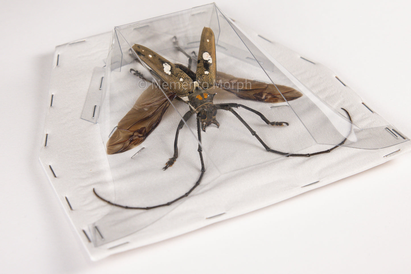 Batocera Celebiana (Spread)