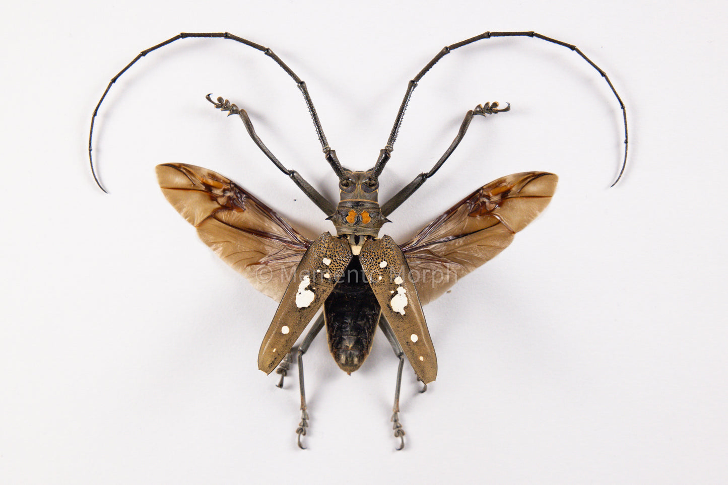 Batocera Celebiana (Spread)