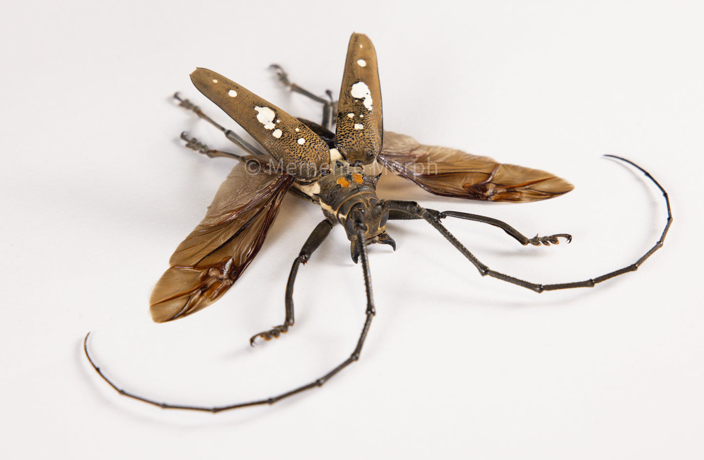 Batocera Celebiana (Spread)