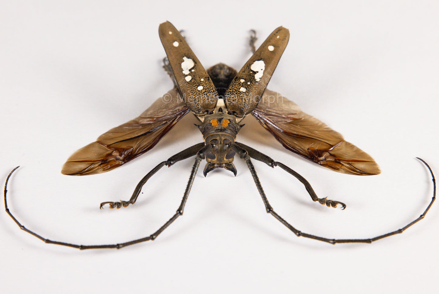 Batocera Celebiana (Spread)