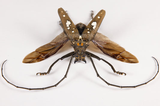 Batocera Celebiana (Spread)