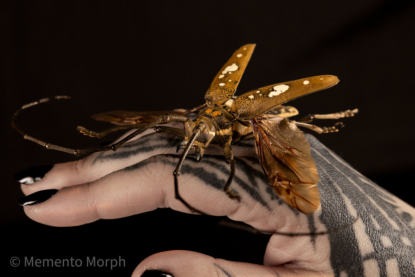 Batocera Celebiana (Spread)
