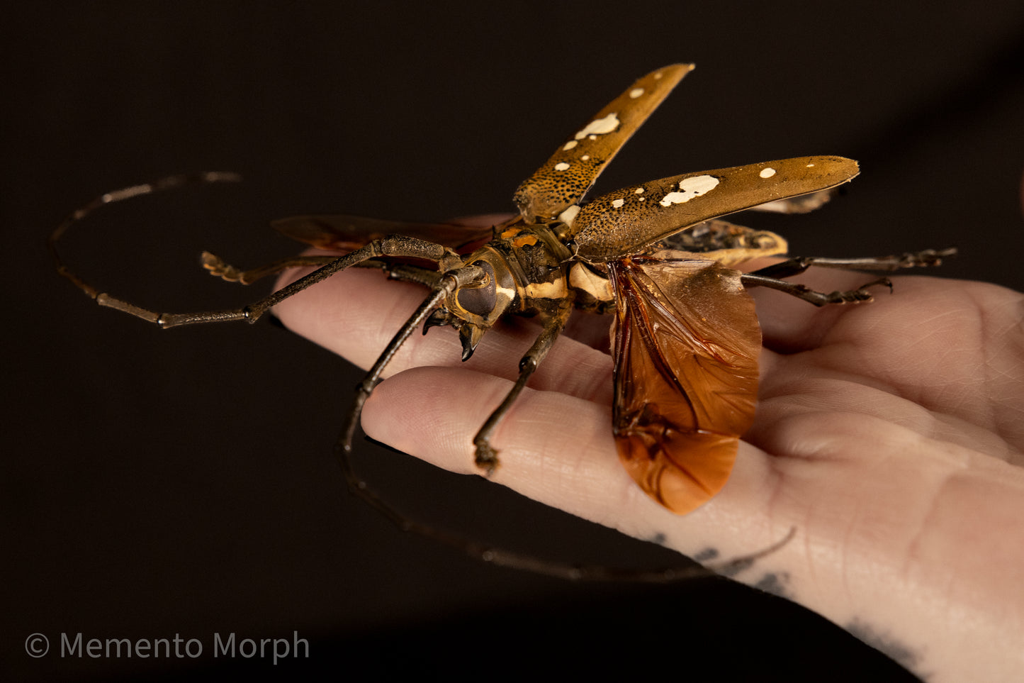Batocera Celebiana (Spread)
