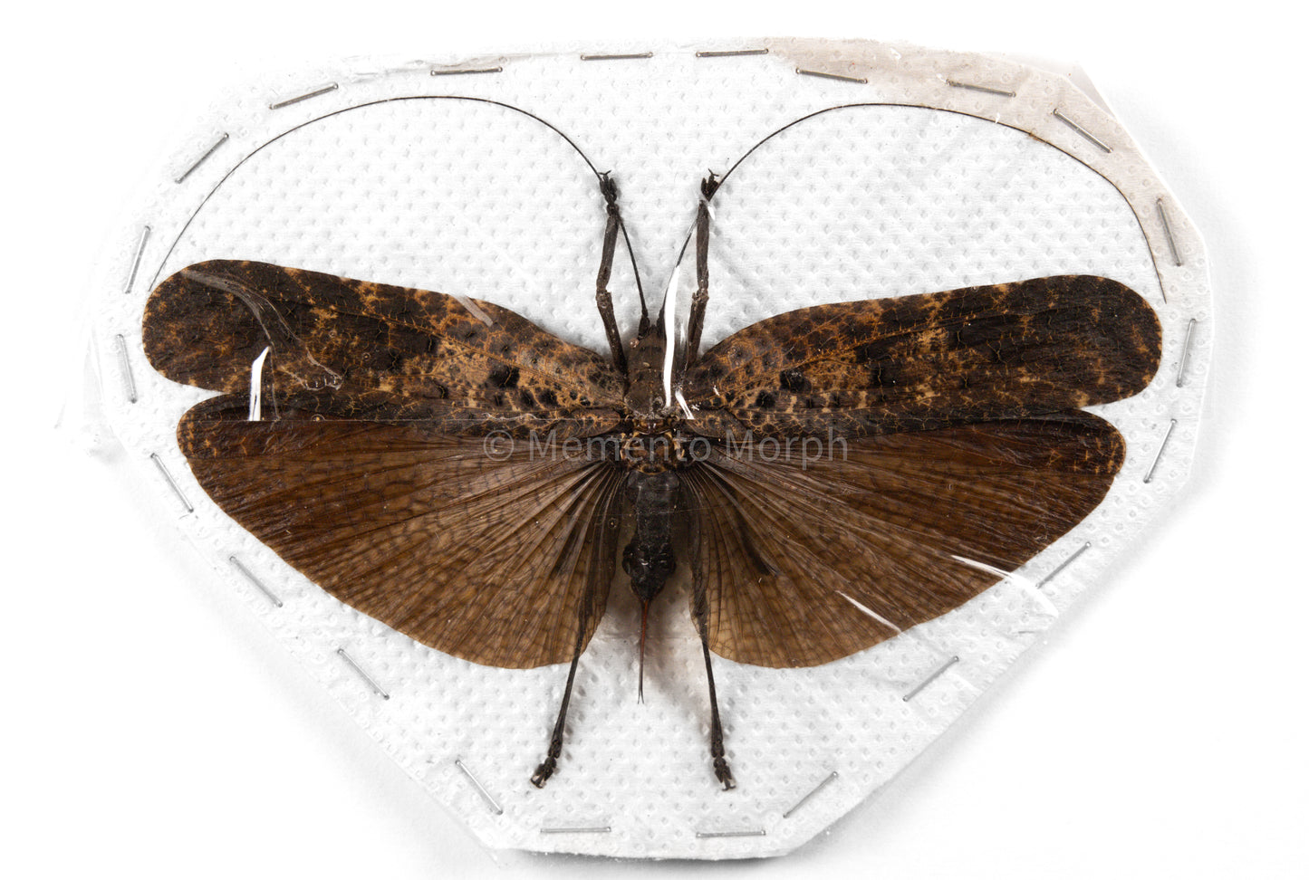 Tegra Novaehollandiae (Spread)