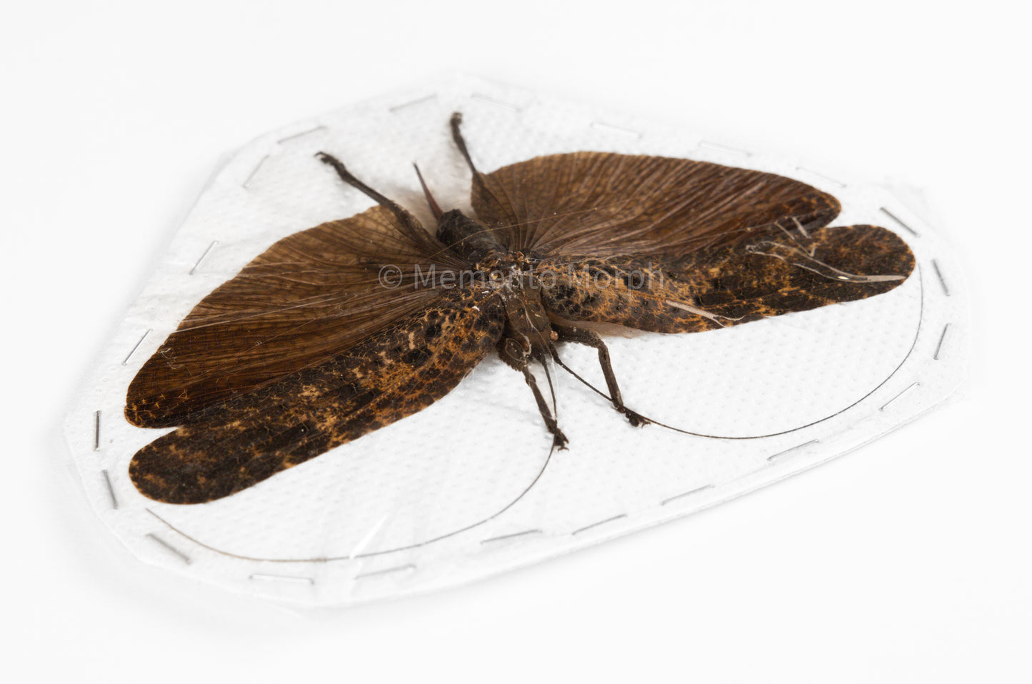 Tegra Novaehollandiae (Spread)