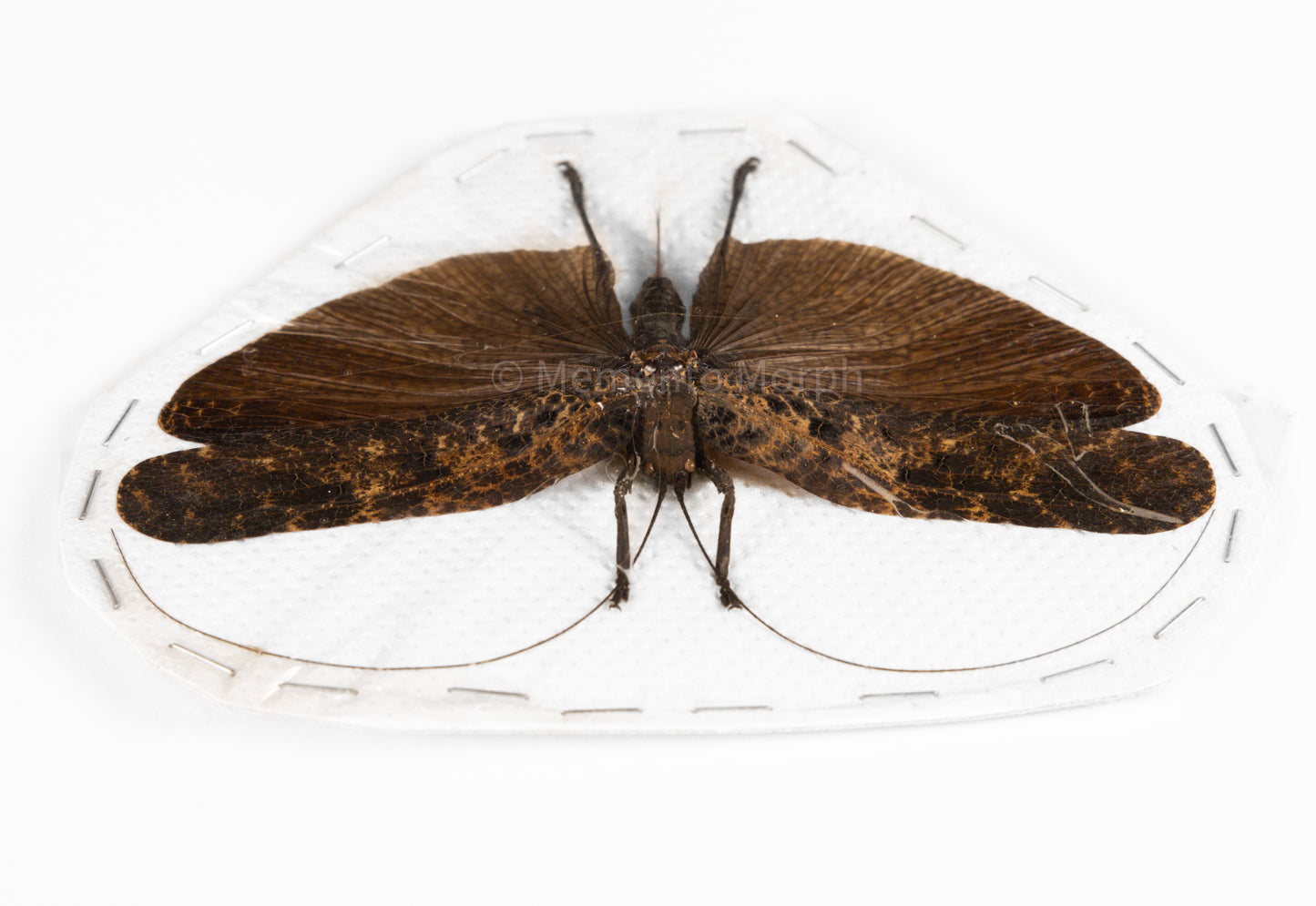 Tegra Novaehollandiae (Spread)