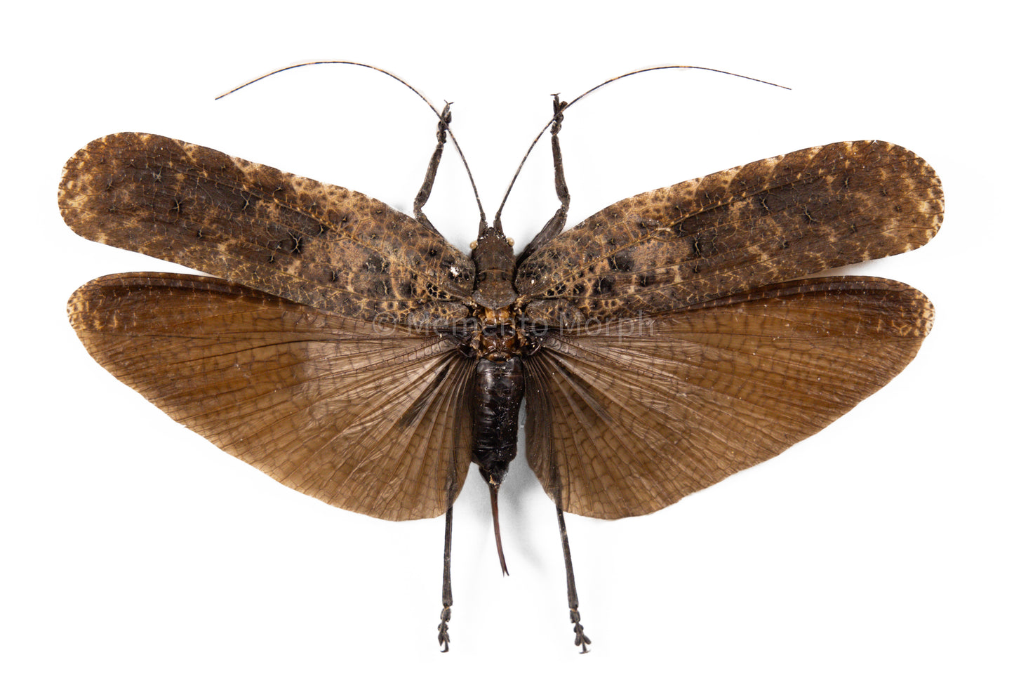 Tegra Novaehollandiae (Spread)