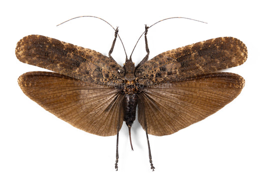 Tegra Novaehollandiae (Spread)