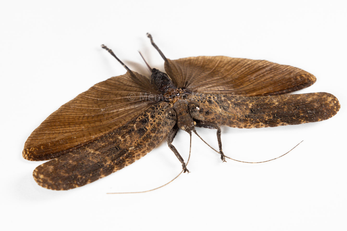 Tegra Novaehollandiae (Spread)