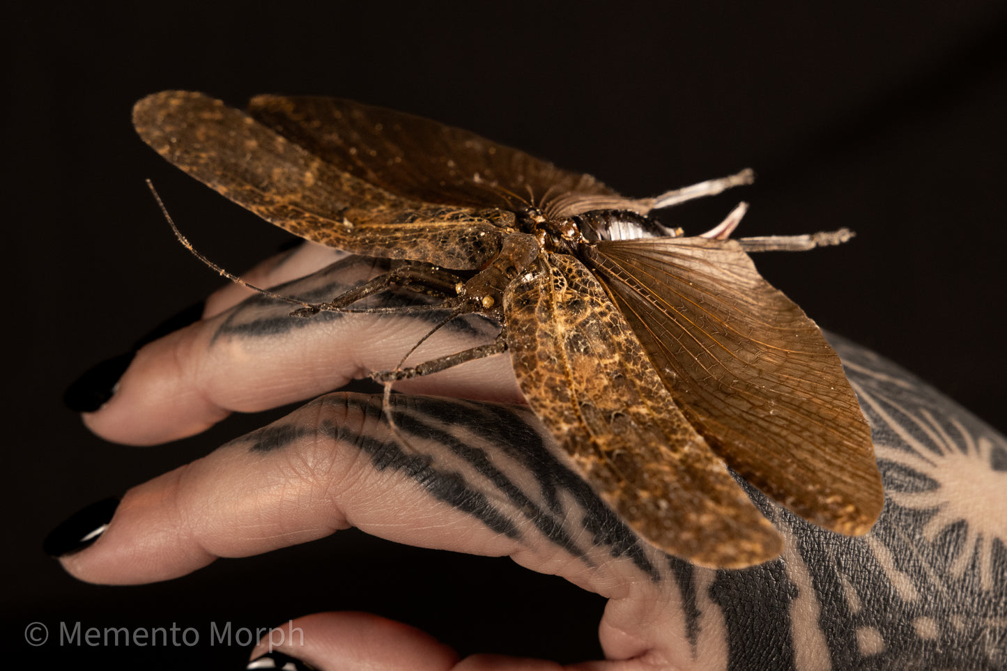 Tegra Novaehollandiae (Spread)