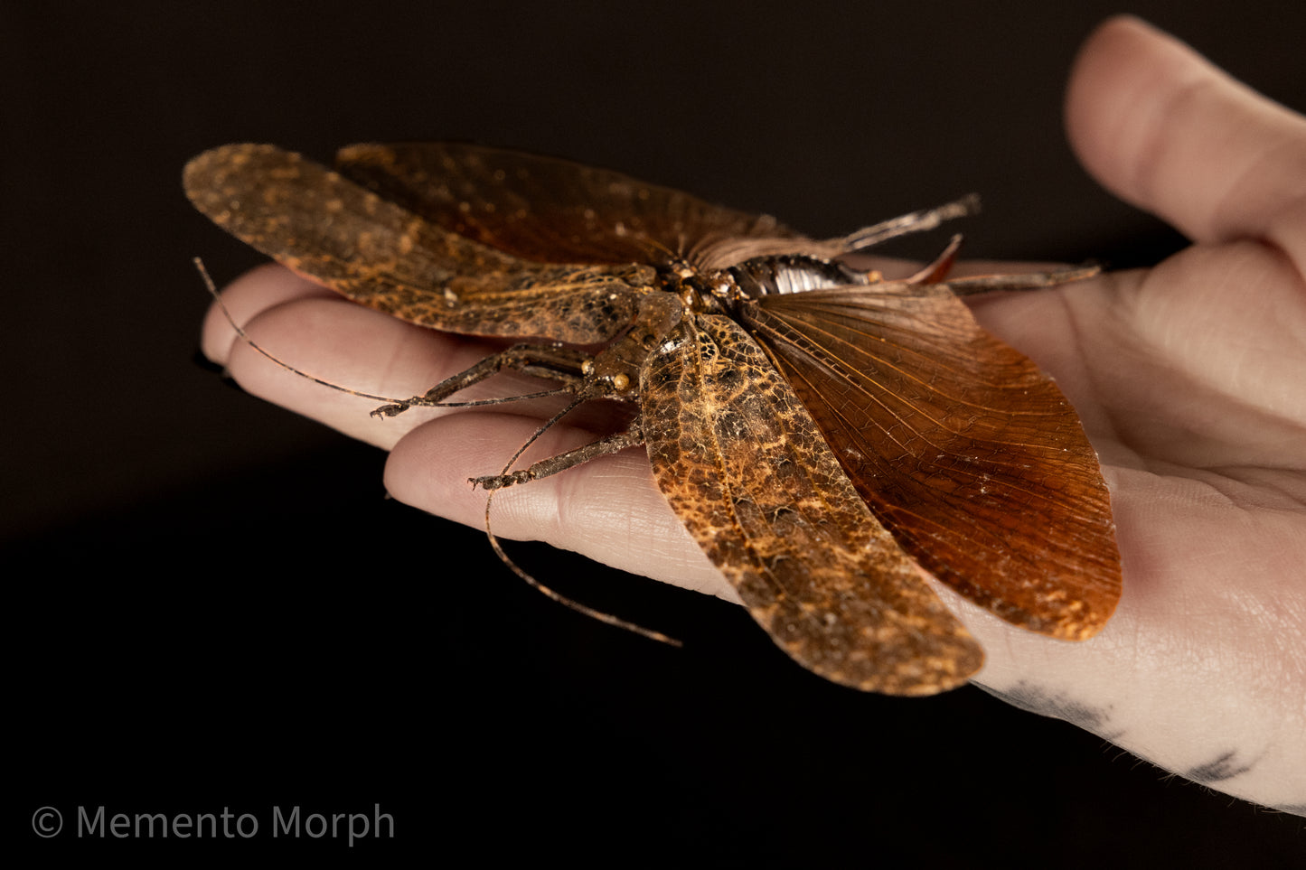 Tegra Novaehollandiae (Spread)