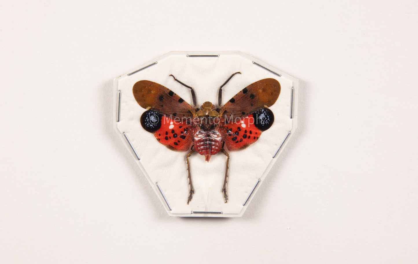 Penthicodes Atomaria Lanternfly (Spread)