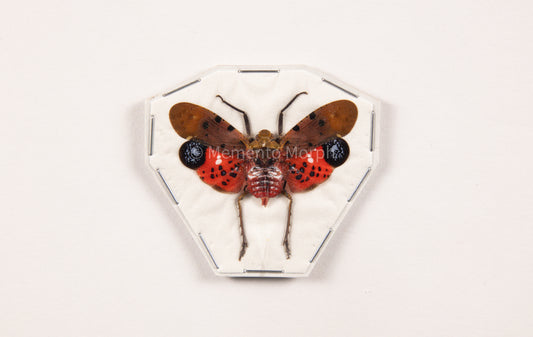 Penthicodes Atomaria Lanternfly (Spread)