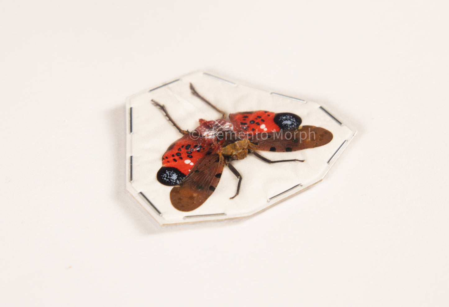 Penthicodes Atomaria Lanternfly (Spread)