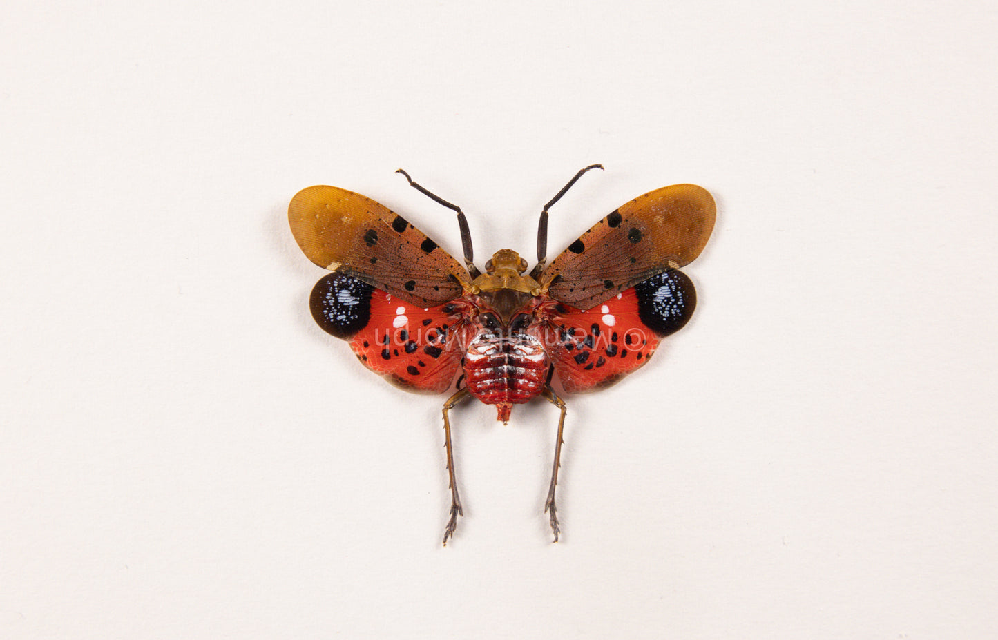 Penthicodes Atomaria Lanternfly (Spread)