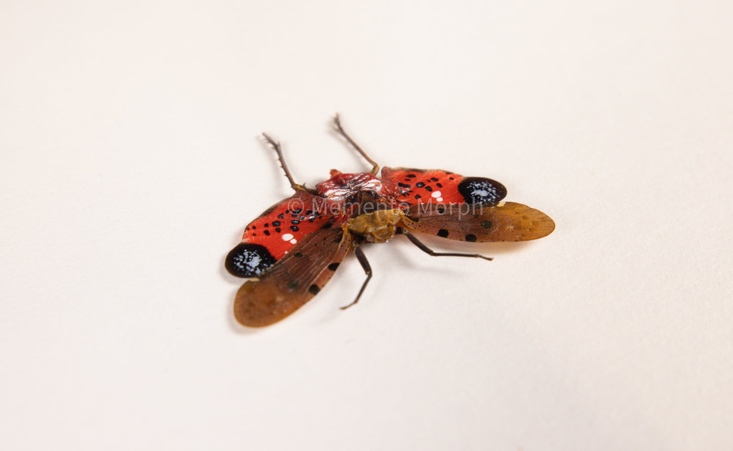Penthicodes Atomaria Lanternfly (Spread)