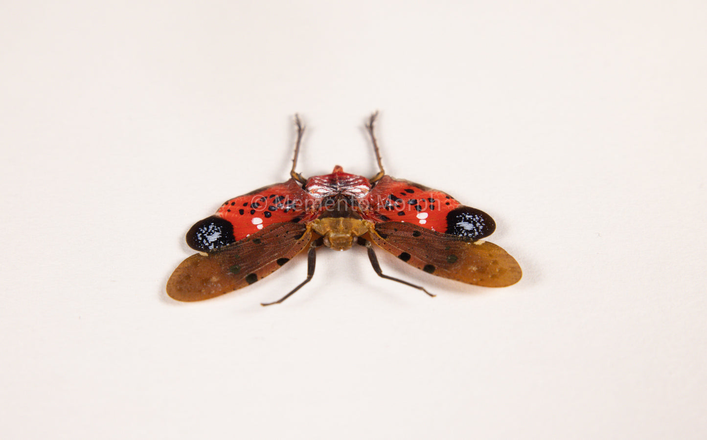 Penthicodes Atomaria Lanternfly (Spread)