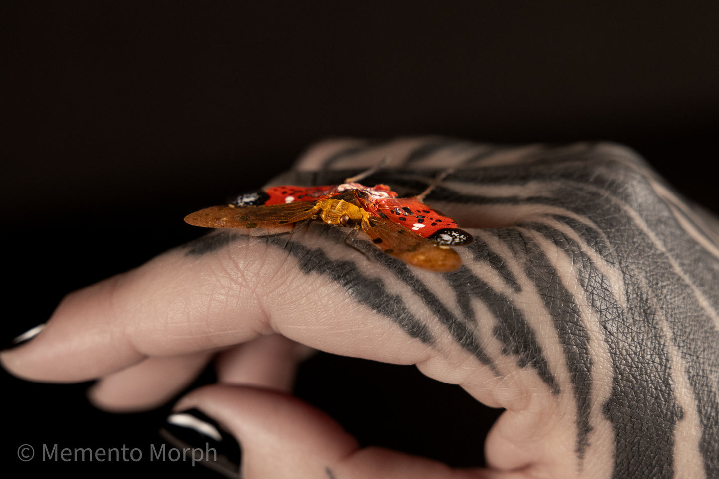 Penthicodes Atomaria Lanternfly (Spread)