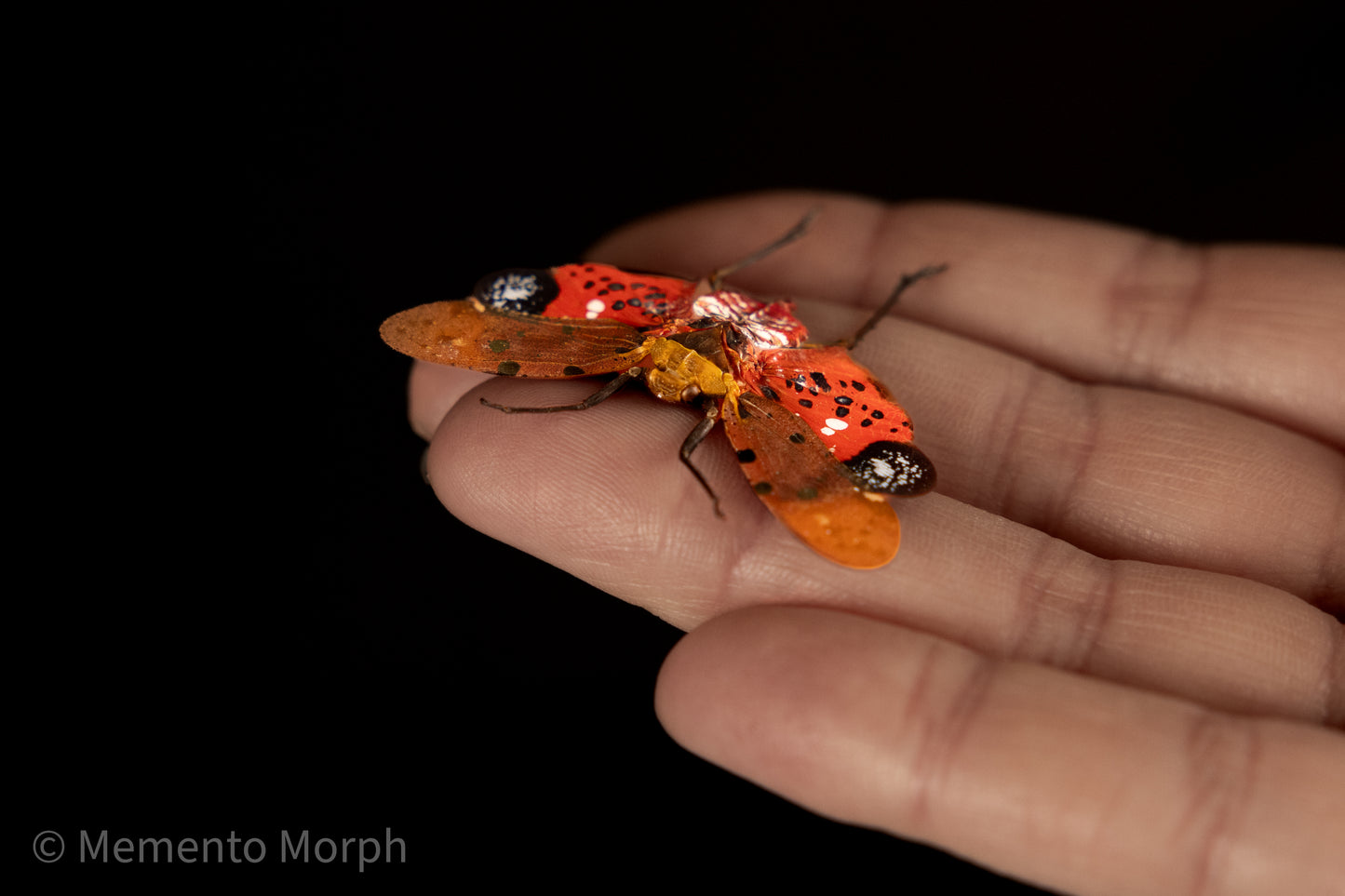 Penthicodes Atomaria Lanternfly (Spread)