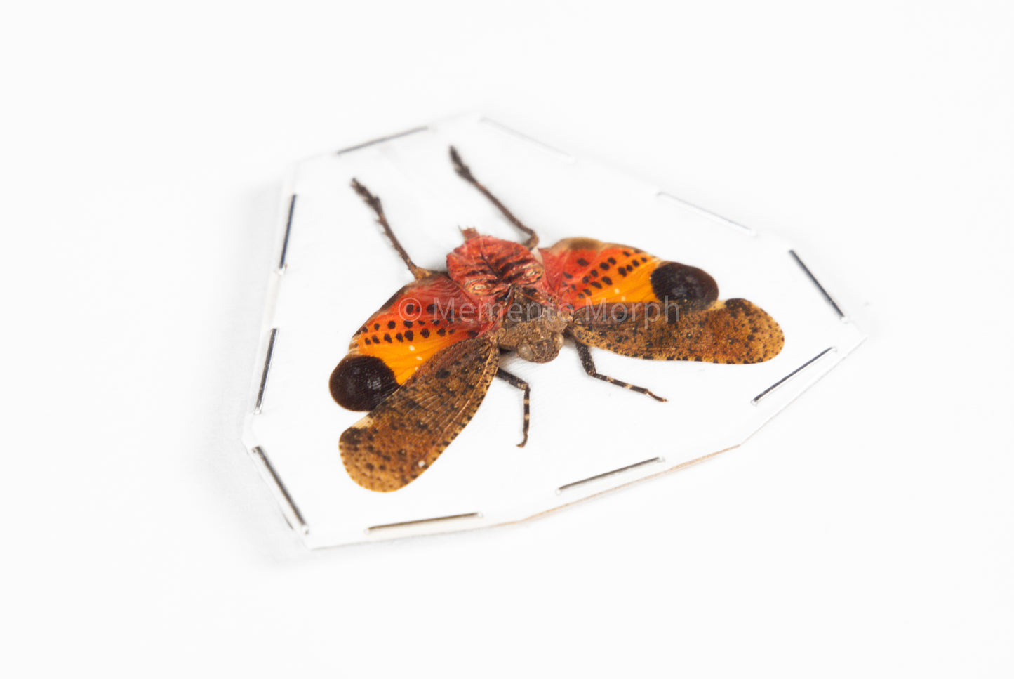 Penthicodes Pulchella Lanternfly (Spread)