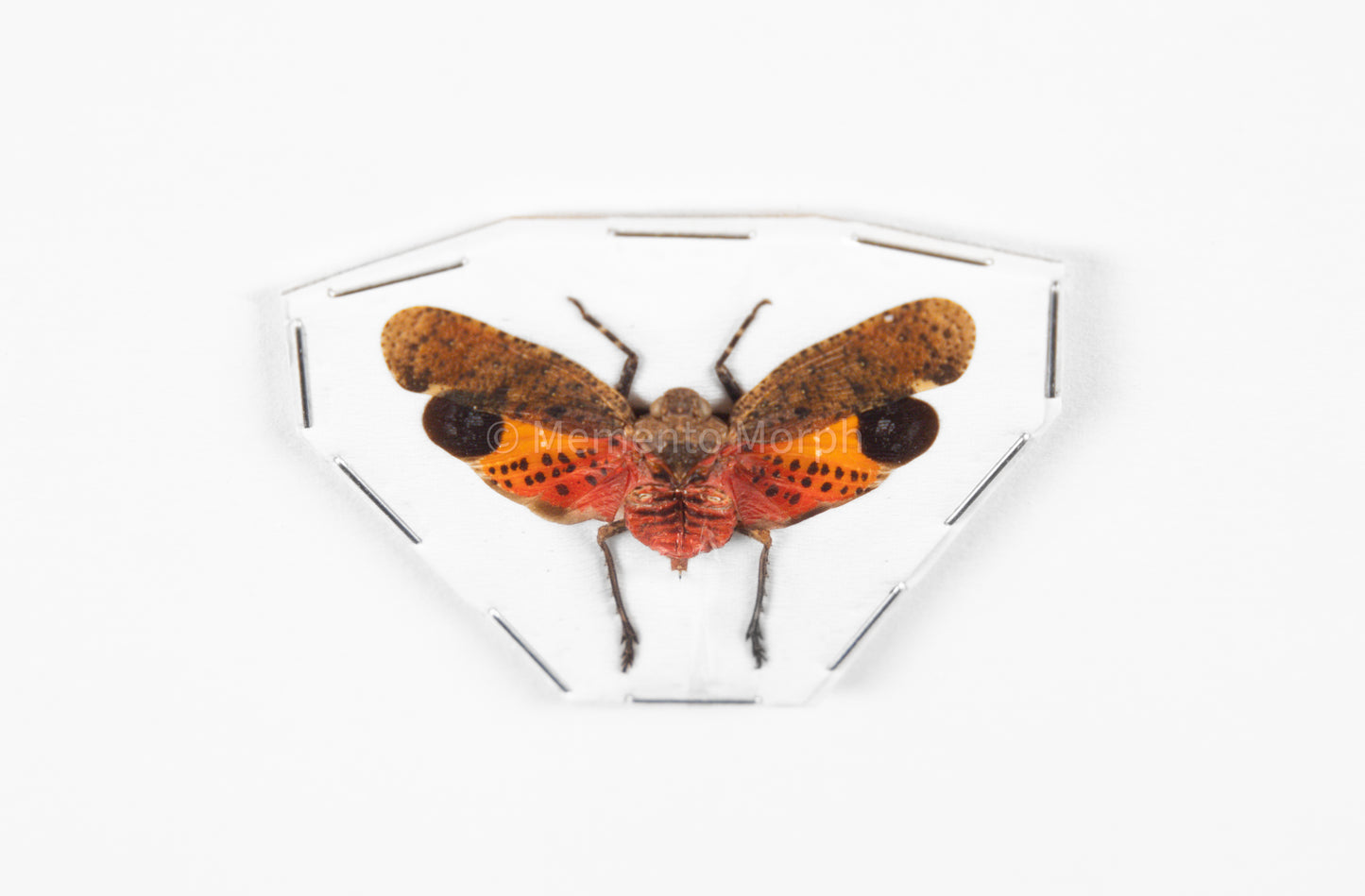 Penthicodes Pulchella Lanternfly (Spread)