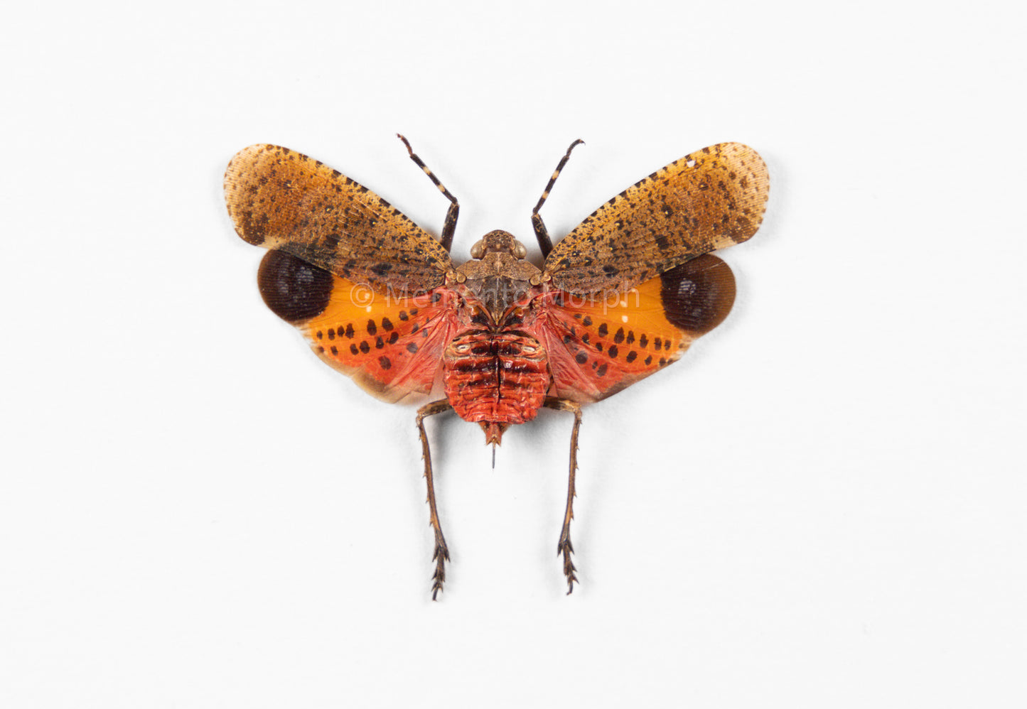 Penthicodes Pulchella Lanternfly (Spread)