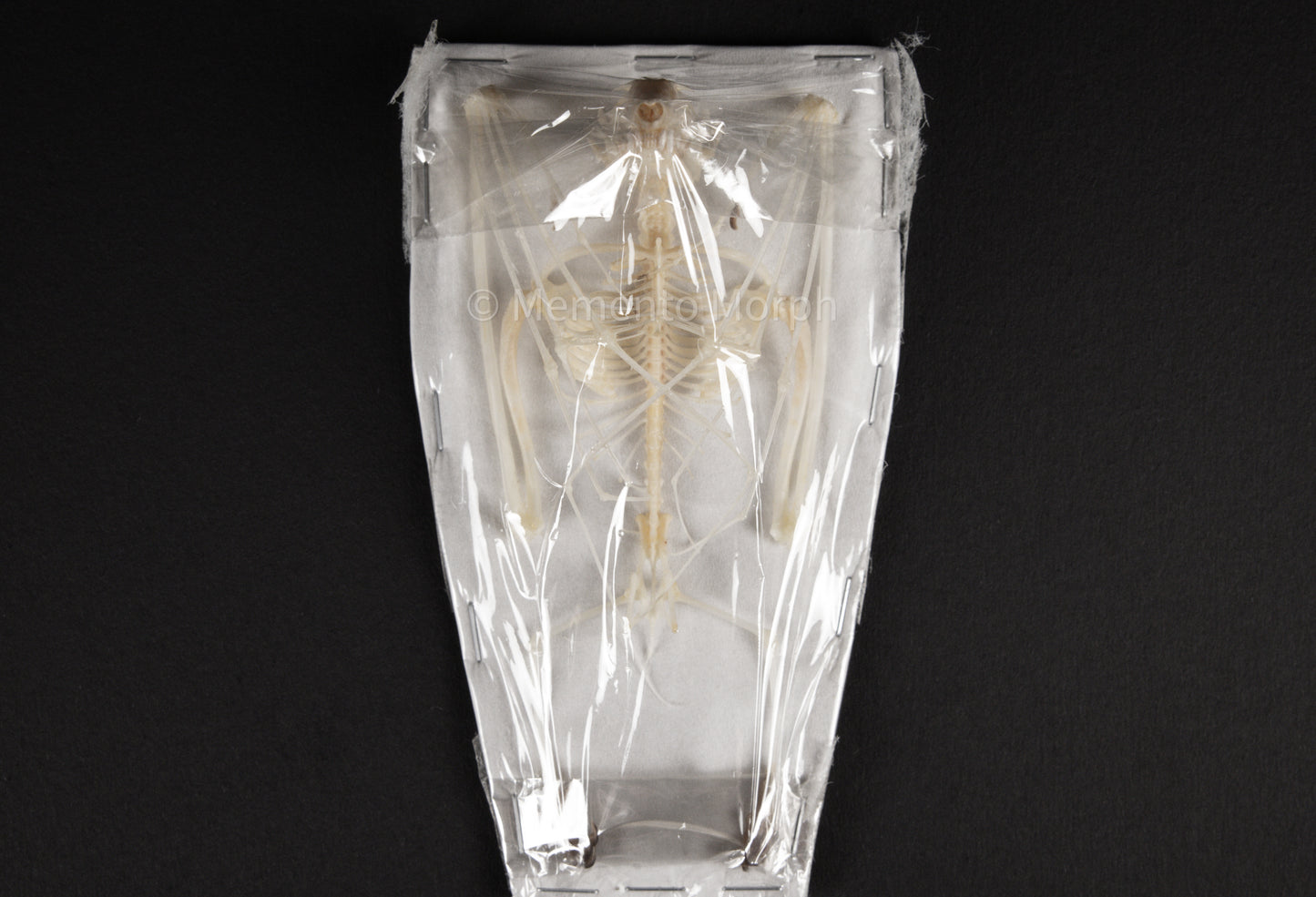 Cynopterus Brachyotis Skeleton (Preserved)