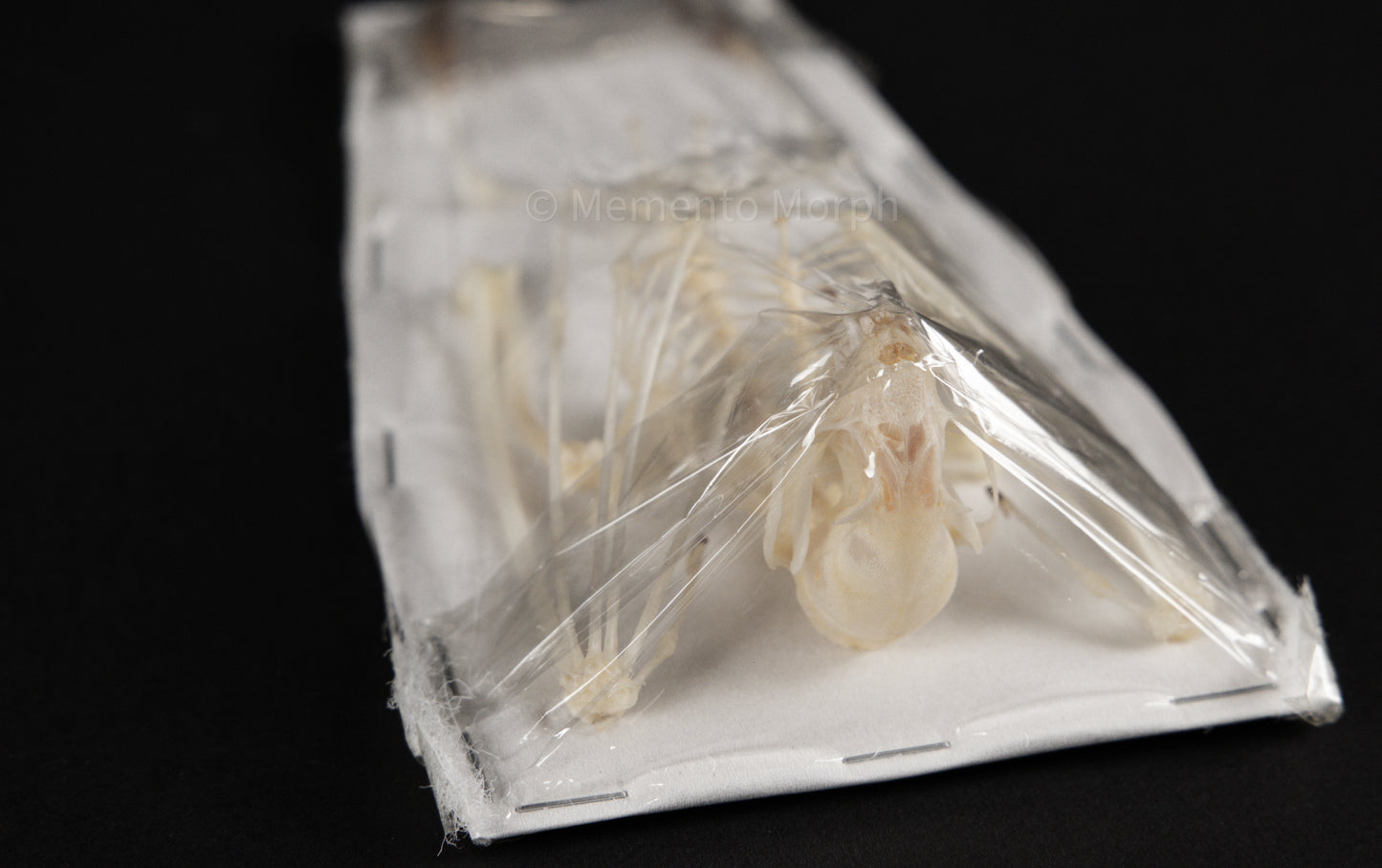 Cynopterus Brachyotis Skeleton (Preserved)