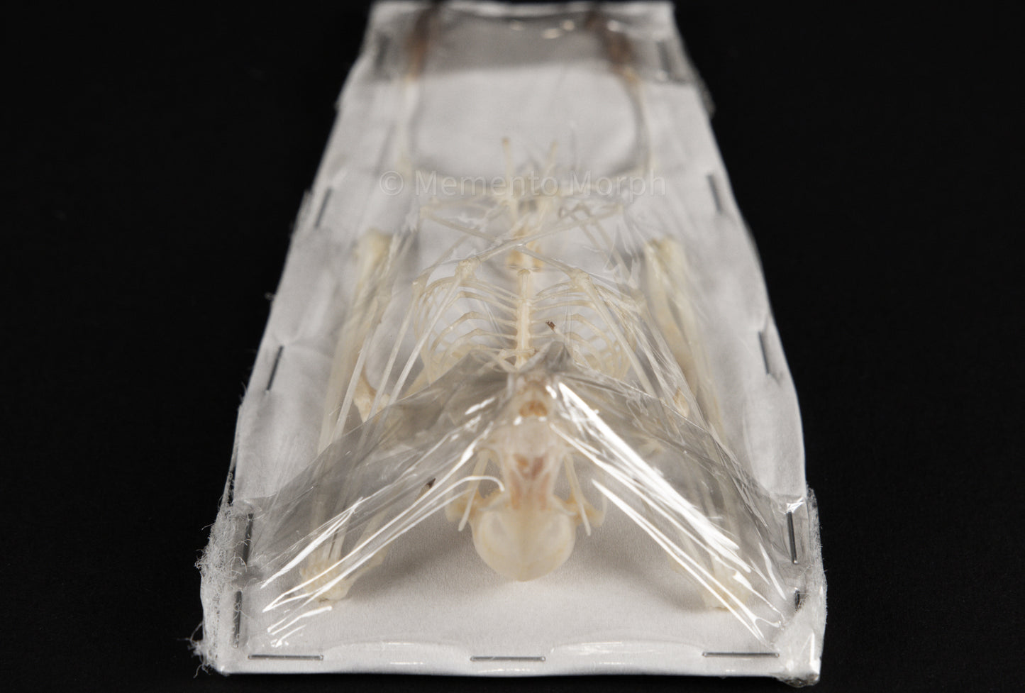 Cynopterus Brachyotis Skeleton (Preserved)