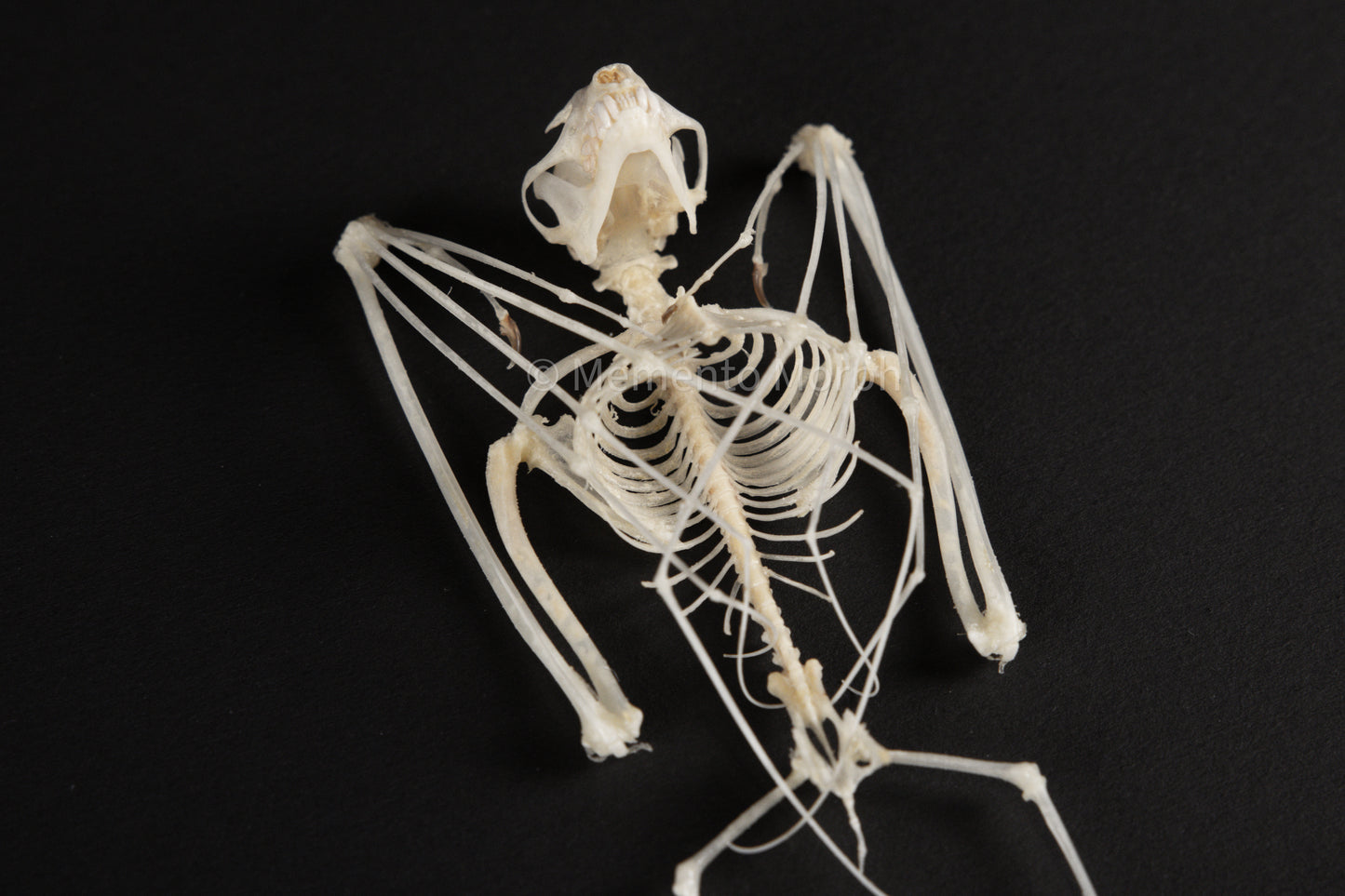 Cynopterus Brachyotis Skeleton (Preserved)