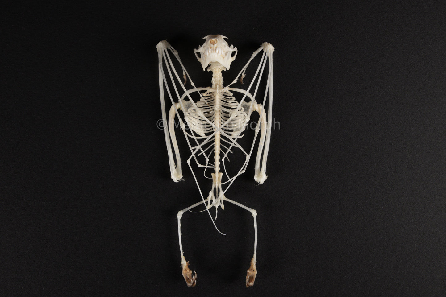 Cynopterus Brachyotis Skeleton (Preserved)