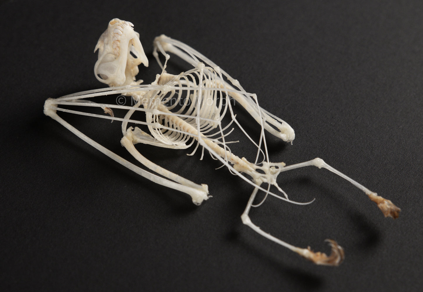 Cynopterus Brachyotis Skeleton (Preserved)