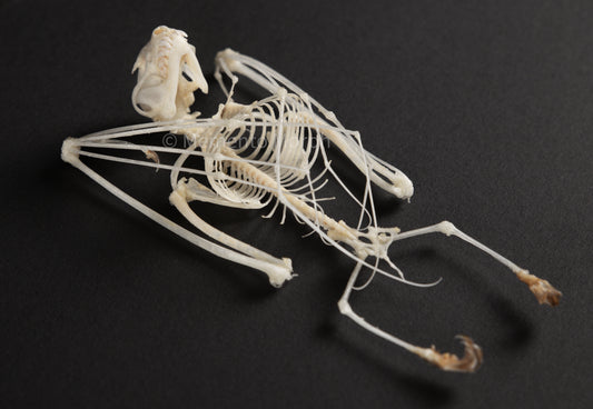 Cynopterus Brachyotis Skeleton (Preserved)