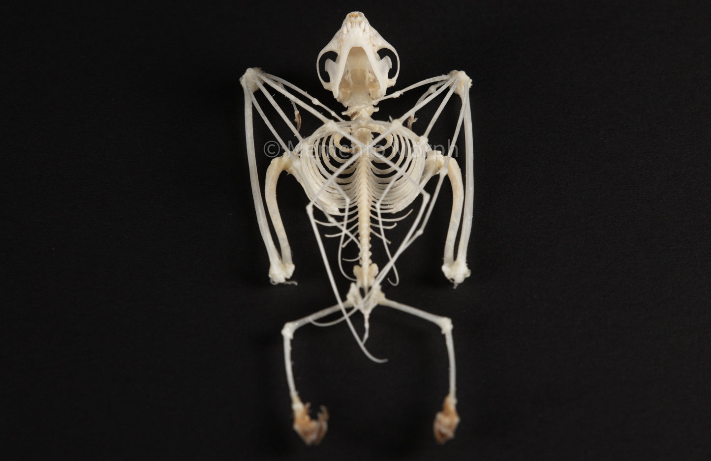 Cynopterus Brachyotis Skeleton (Preserved)