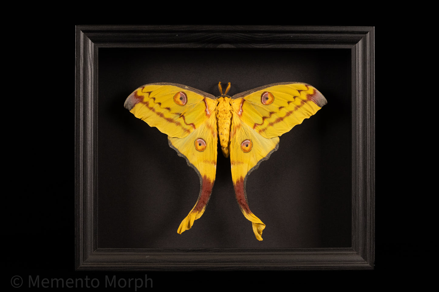 Framed Comet Moth with Black Background