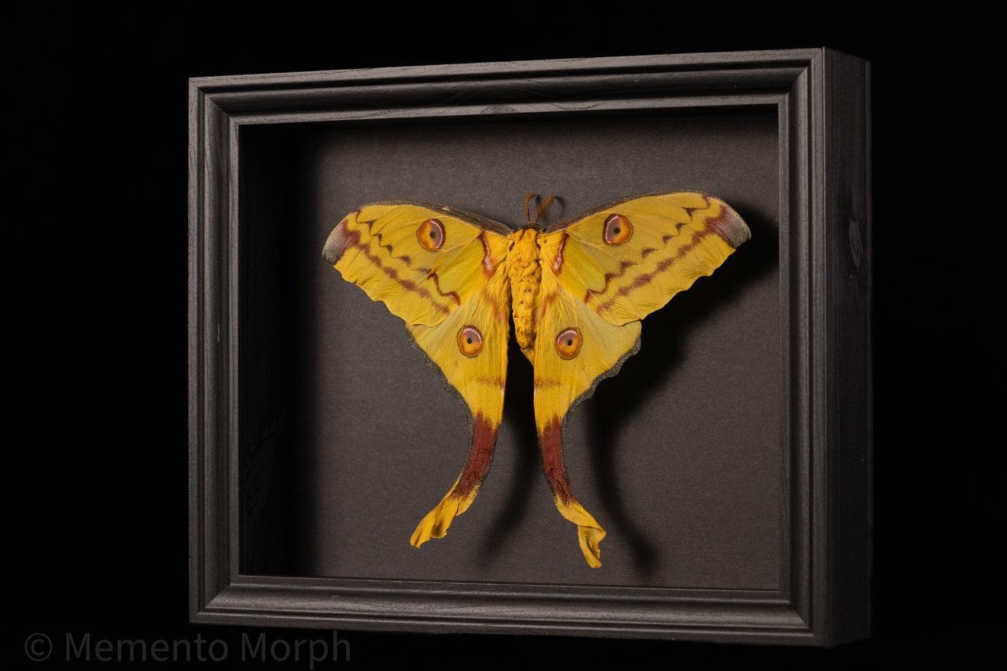 Framed Comet Moth with Black Background