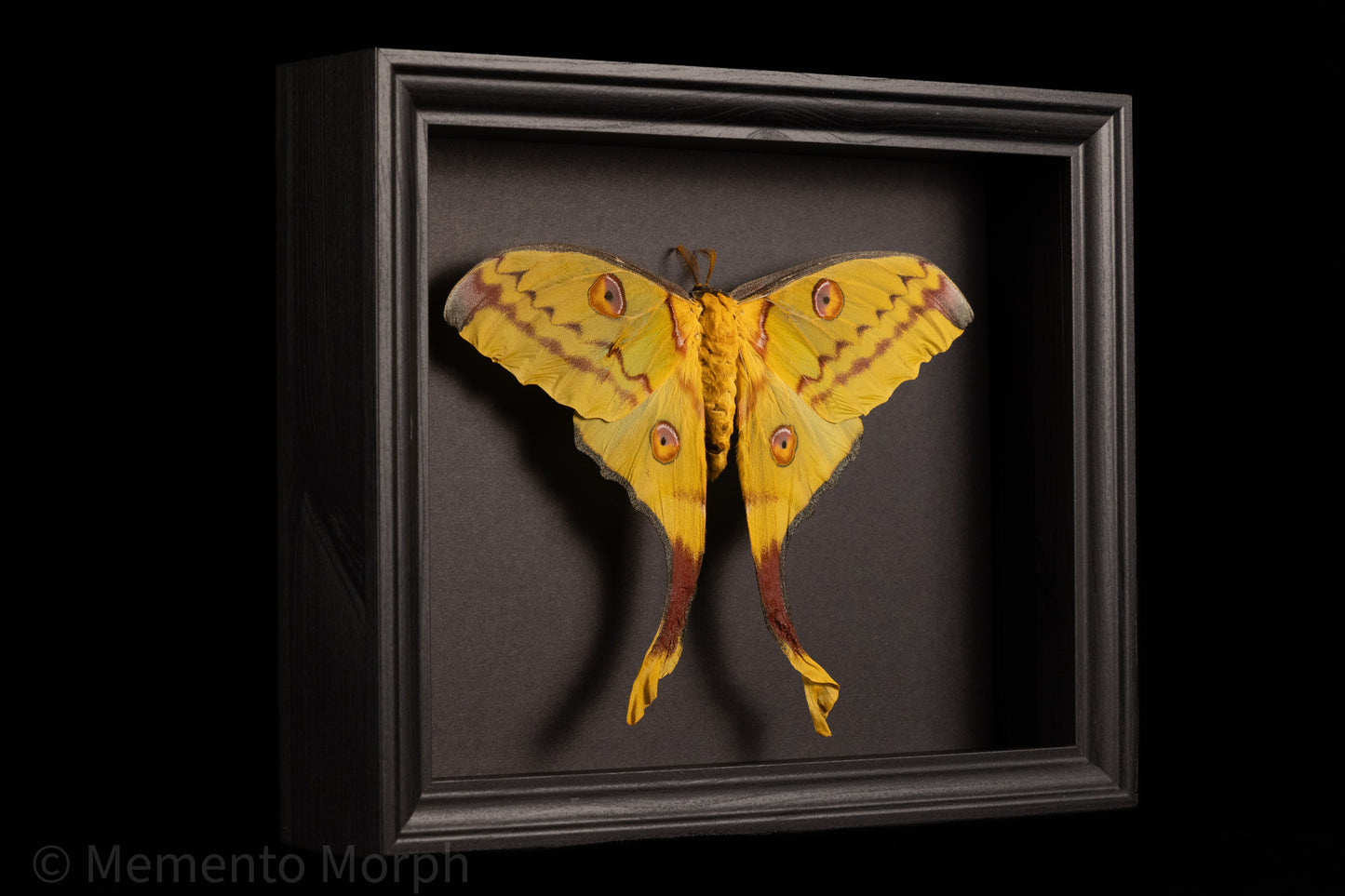 Framed Comet Moth with Black Background
