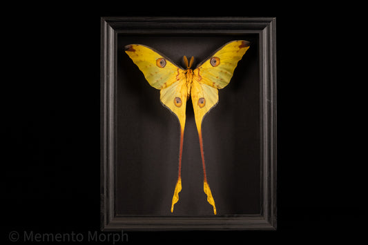 Framed Comet Moth with Black Background