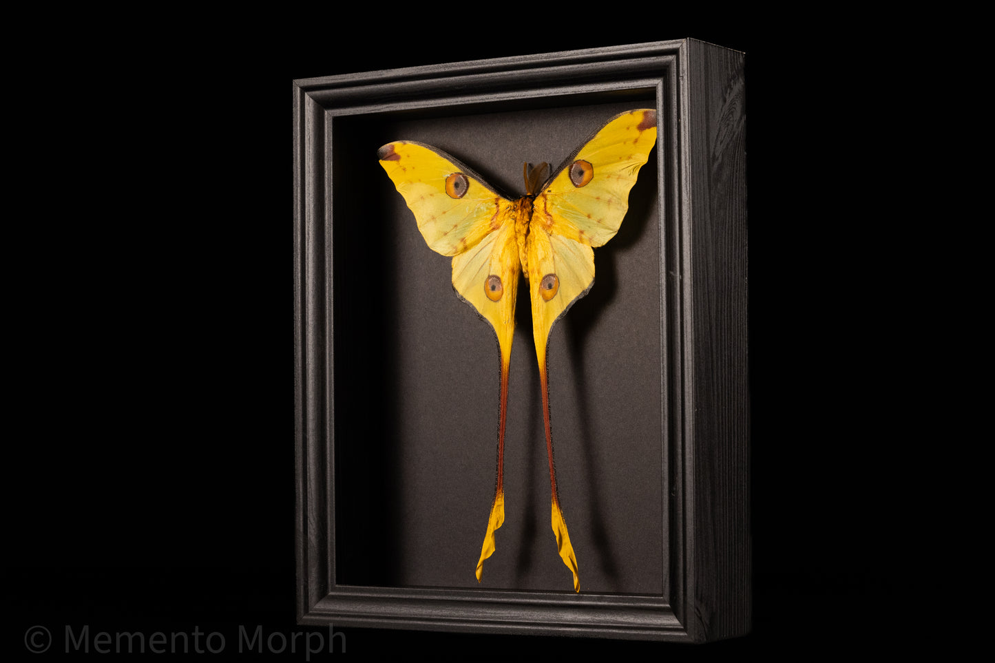 Framed Comet Moth with Black Background